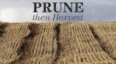 20110502_prune-then-harvest_medium_img